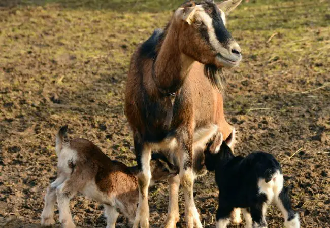 Goat Gestation Chart