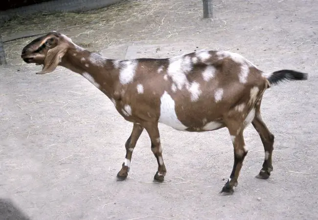 How Long Is A Goat Pregnant In Days and Months?